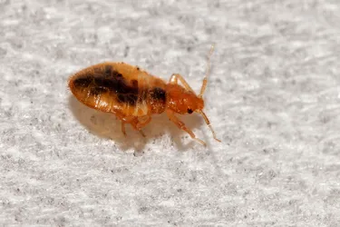  Bedbugs' flattened bodies make it possible for them to fit into very small spaces. Photo credit: Deming9120/Dreamstime 