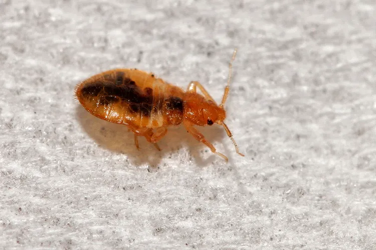 photo of Macro Photo of a bed bug.