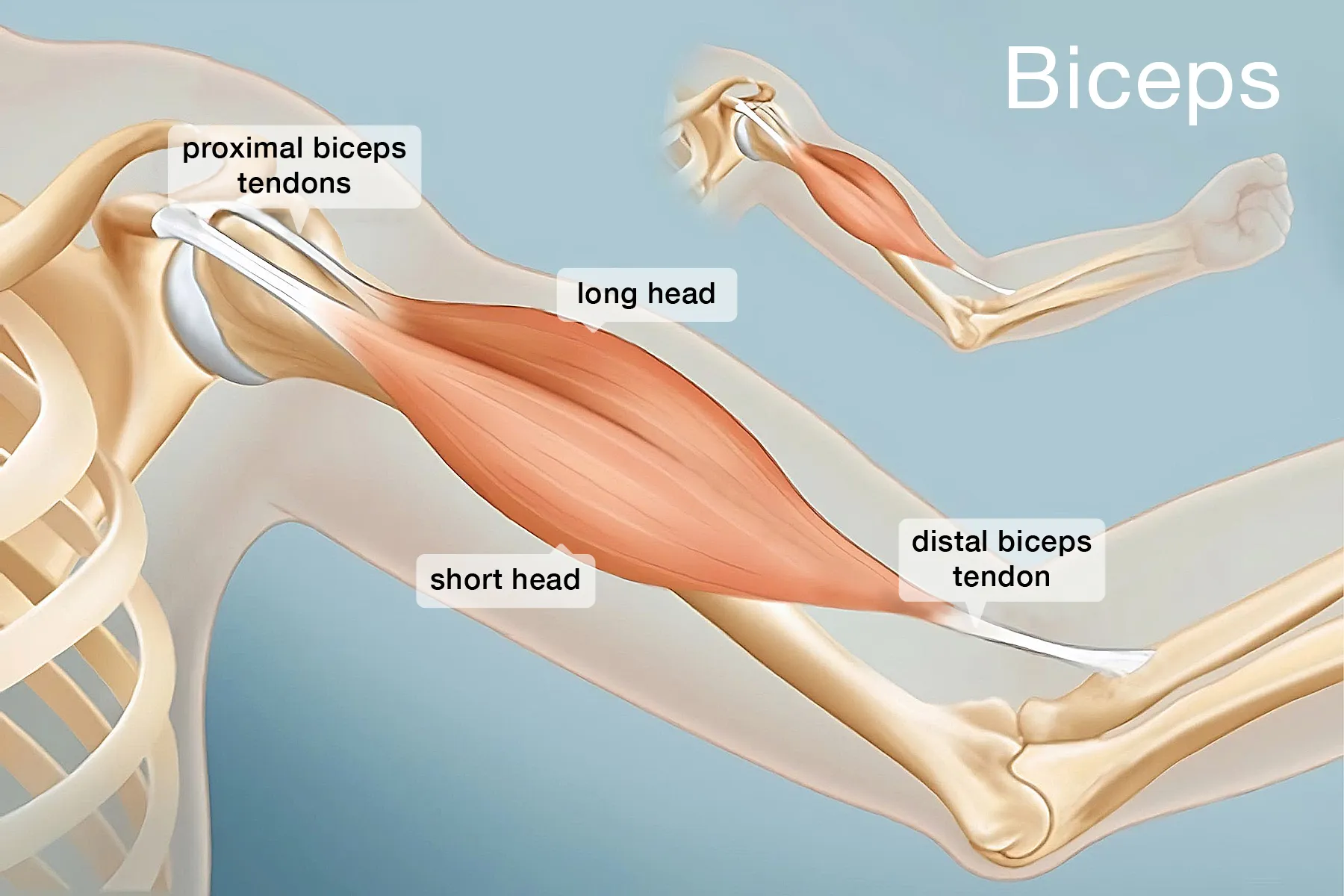 photo of Bicep