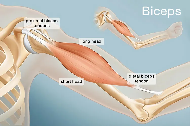 photo of Bicep