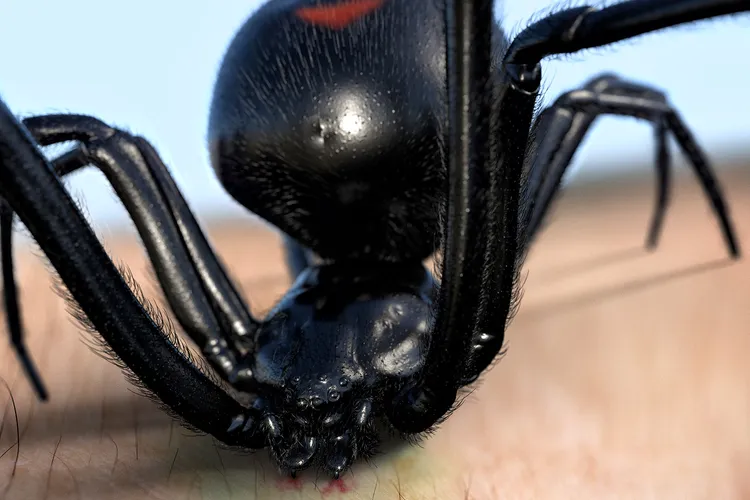 The black widow spider produces a venom that affects the victim's nervous system. Some people are slightly affected by the venom, but others may have a serious response. Photo credit: iStock/Getty Images