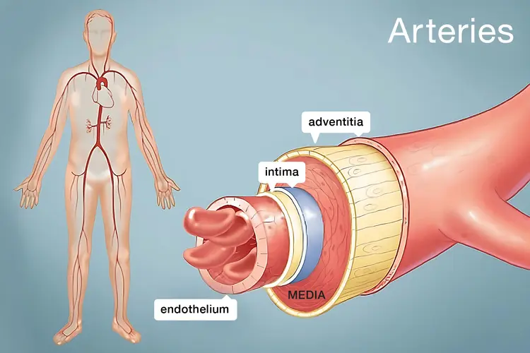 photo of Arteries anatomy