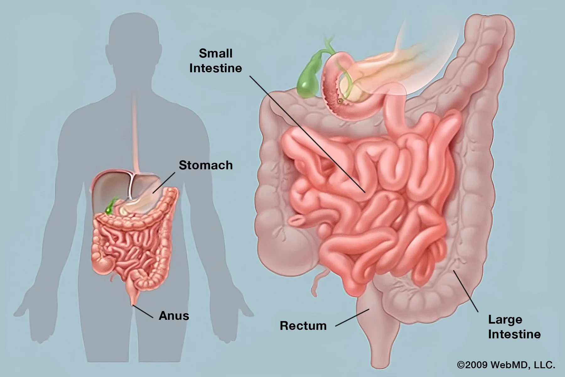 photo of Digestive System 