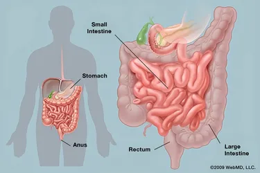 Your GI tract includes your mouth, esophagus, stomach, small intestine, large intestine, rectum, and anus.
