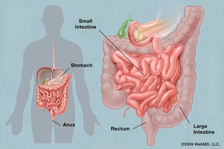 photo of Digestive System 