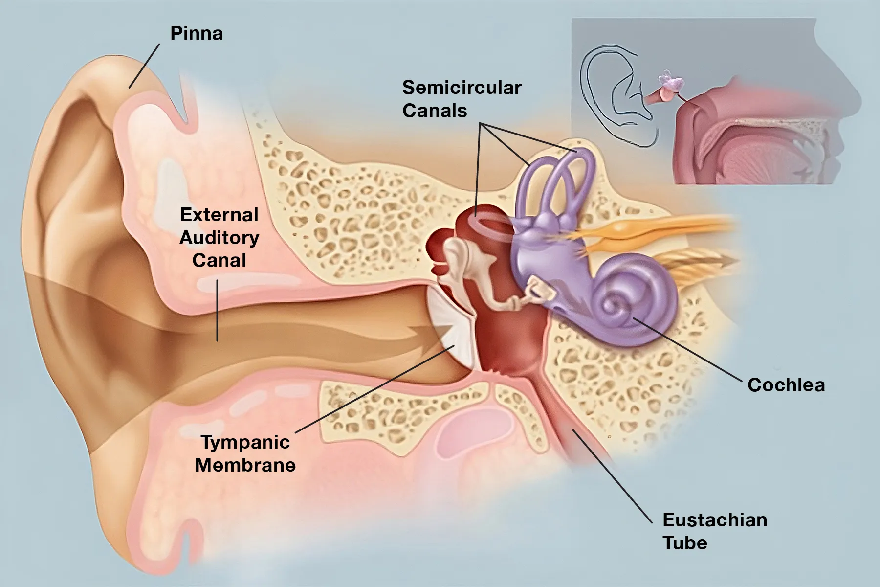 photo of Human ear