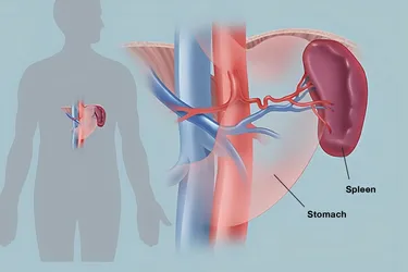 The spleen is part of the lymph system and works as a drainage network that defends your body against infection. It is normally about the size of your fist. (Photo credit: WebMD)