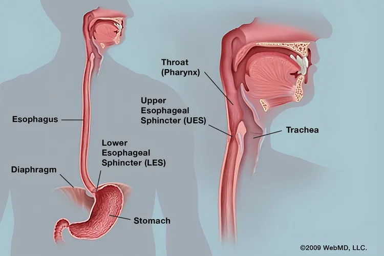photo of Esophagus anatomy