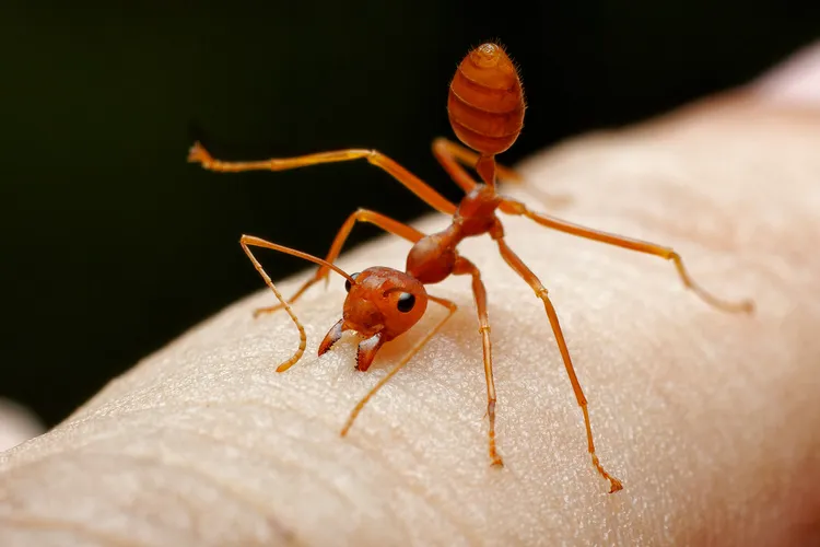photo of Fire ant