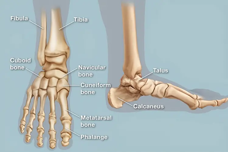 photo of Foot anatomy