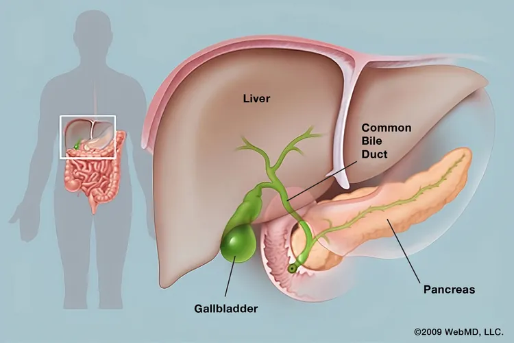 photo of Gallbladder anatomy