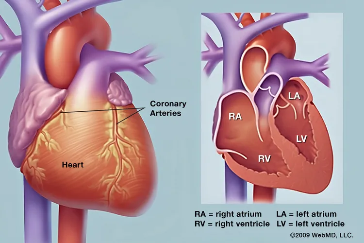 photo of Heart anatomy