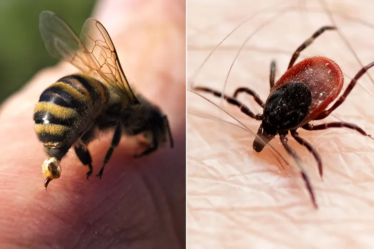 photo of Bee sting vs tick bite