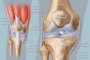 The knee, one of the body's largest and most complex joints, joins the thigh bone (femur) to the shin bone (tibia). The kneecap (patella) and the smaller bone that runs alongside the tibia (fibula) also help make the knee join. Image: WebMD