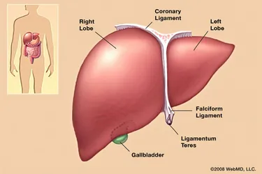 Your liver is a vital organ that you can’t live without. It turns nutrients into chemicals your body needs. It filters out poisons. It helps turn food into energy. So when your?liver?doesn’t work well, your whole body can be affected (Photo credit: WebMD)