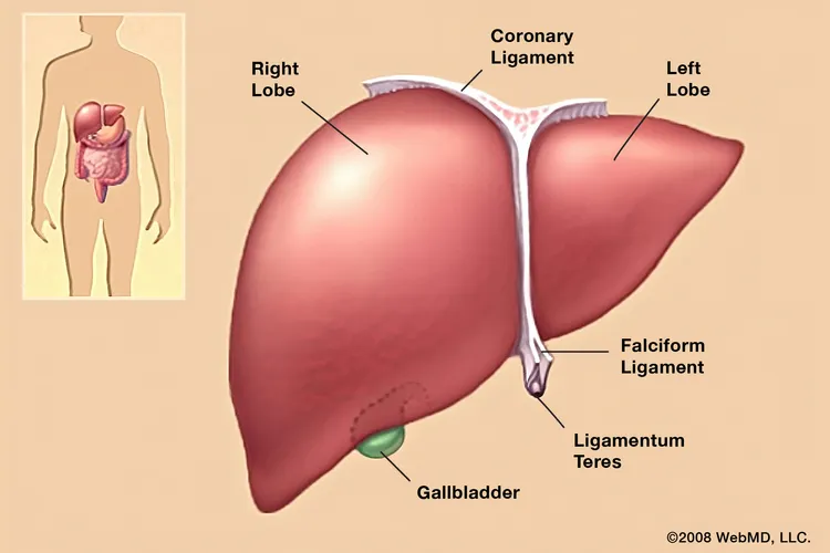 photo of Liver anatomy