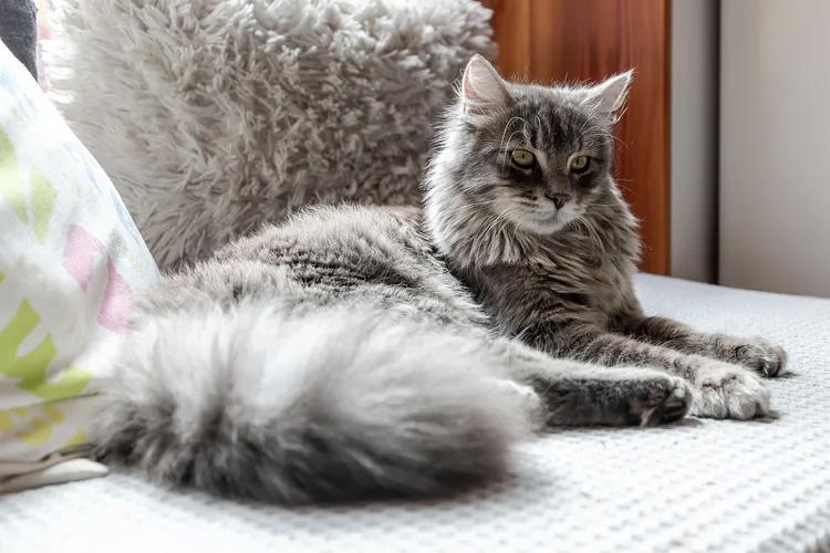photo of long haired cat on couch