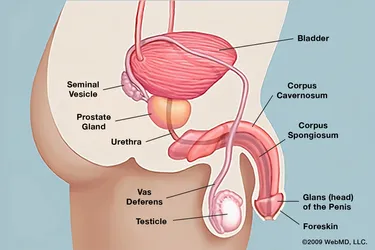 The penis is made up of several parts including the glans, corpus cavernosum, corpus spongiosum, and the urethra. (Photo Credit: WebMD)
