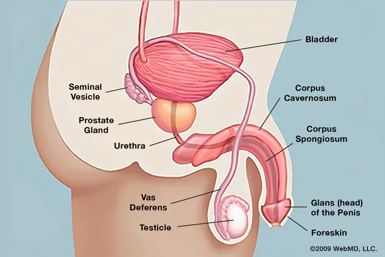 photo of Penis anatomy