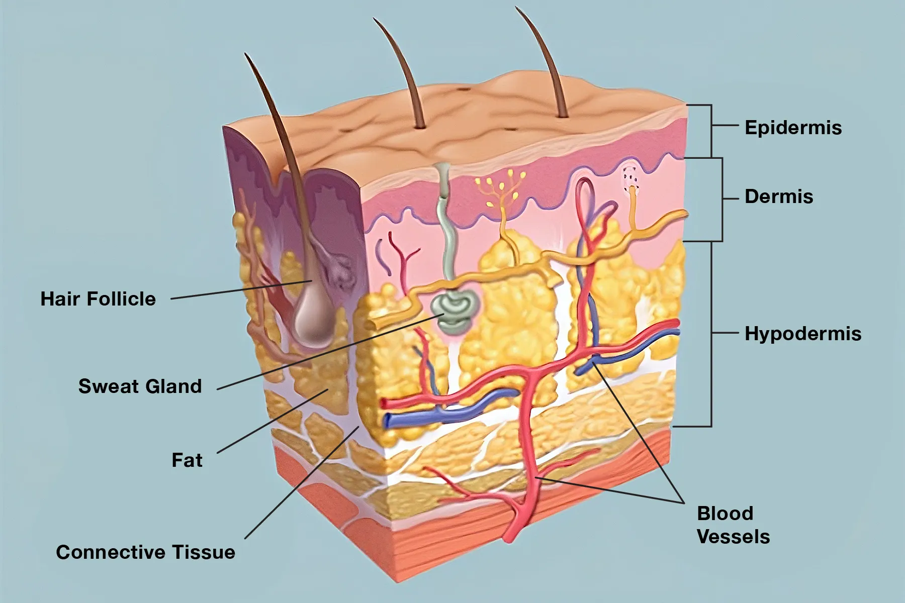 photo of Skin anatomy