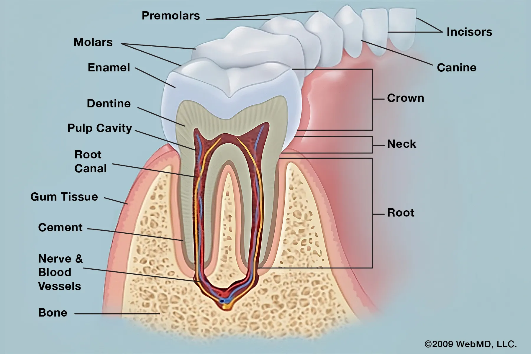 photo of Tooth anatomy