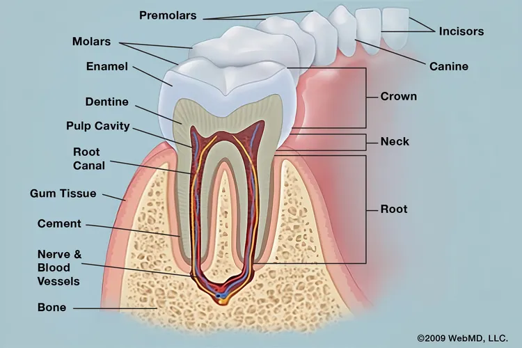 photo of Tooth anatomy