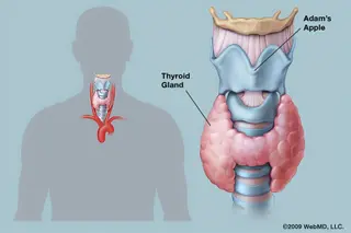 photo of Thyroid anatomy