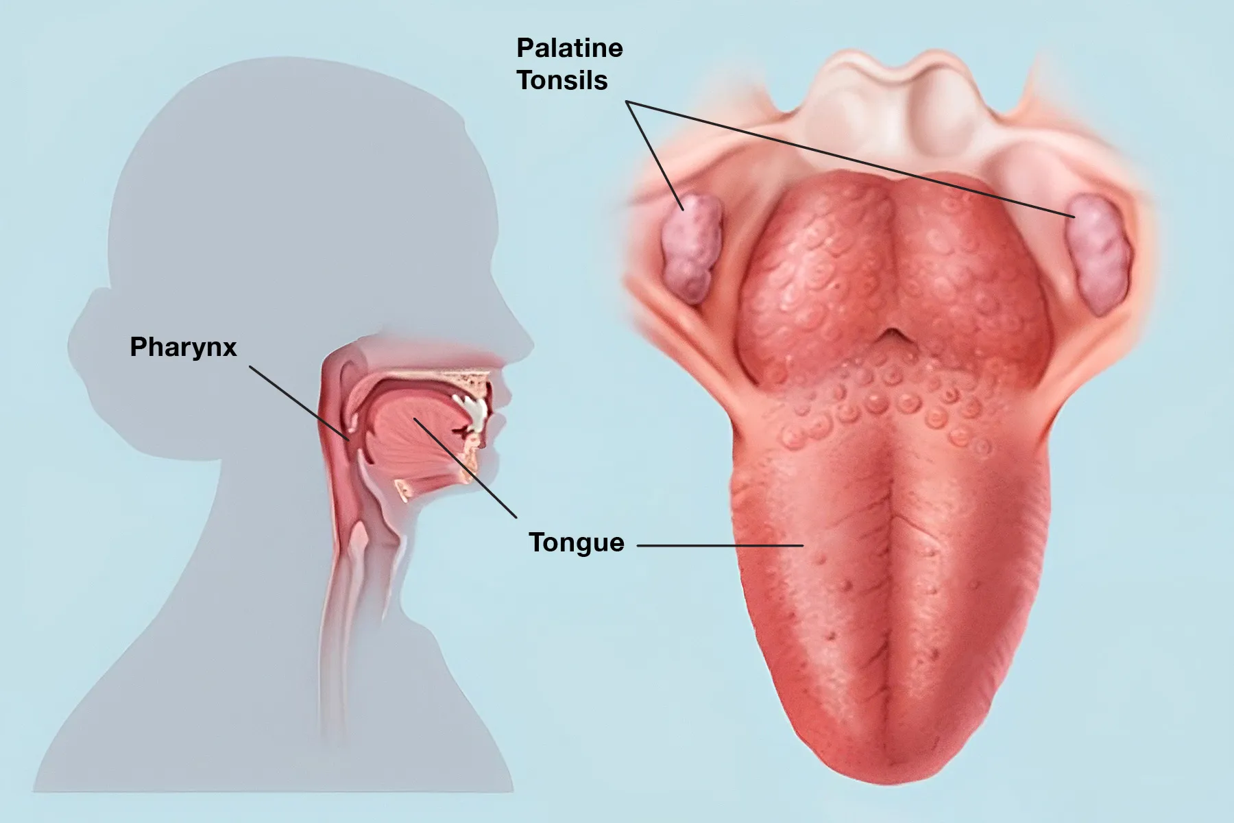Beyond the Throat: A UK Guide to Your Lingual Tonsils' Role and Health