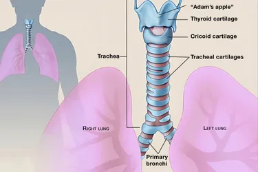 Your windpipe, or trachea, is a tube about 4 inches long and less than an inch in diameter. It begins just under the larynx (voice box) and runs down behind the breastbone (sternum). It then divides into 2 smaller tubes called bronchi: one for each lung. Image: WebMD
