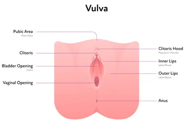 This vagina diagram shows the parts of the vulva, including the clitoris, urethra, and outer and inner labia.