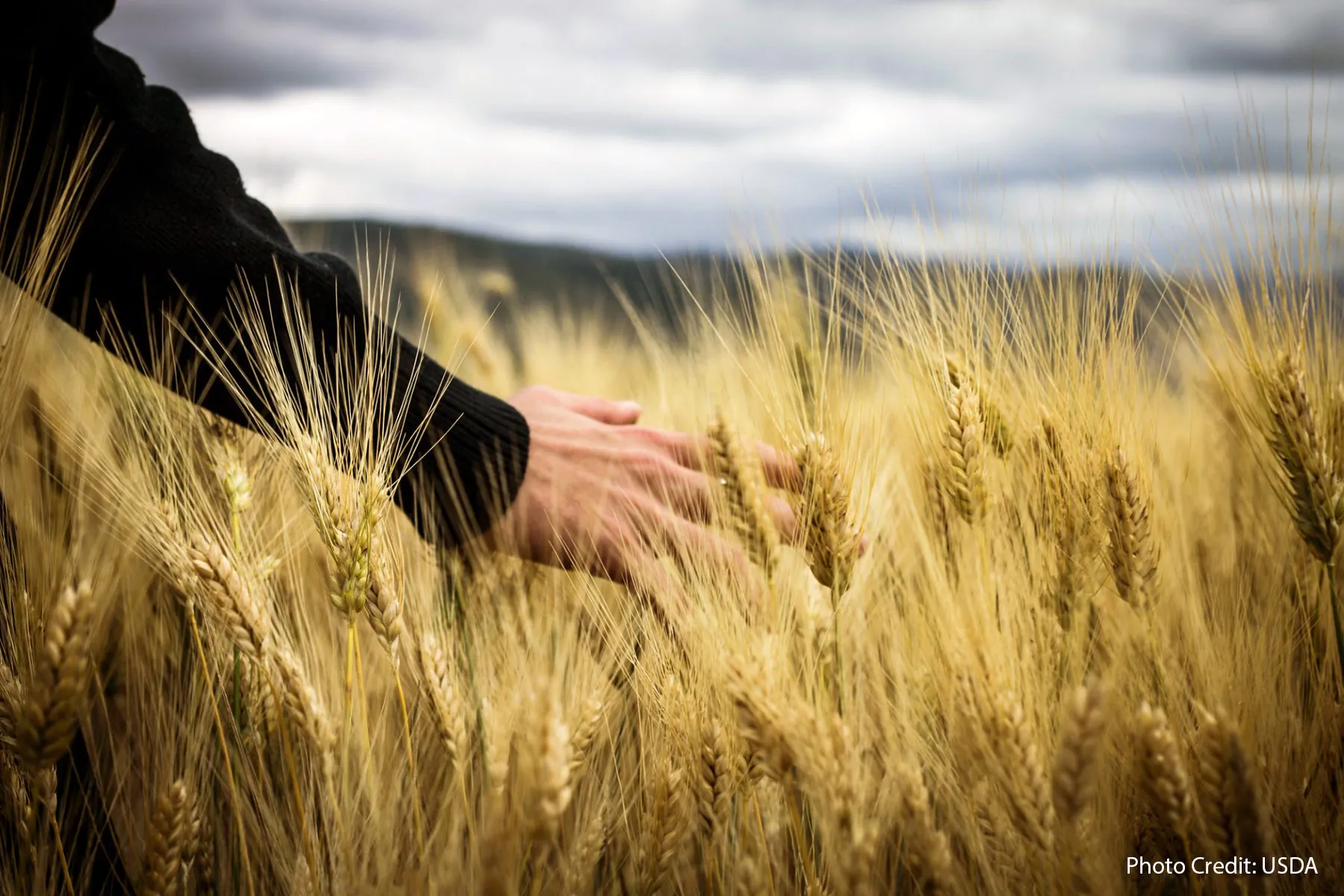 The Future of Food