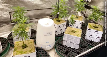 Hydroponic hemp clones being grown in a laboratory to test how nutrient deficiencies affect cannabinoid production.A barrier to medical cannabis development: non-uniform products. Here, plants are tested to see how nutrient deficiencies change cannabinoid content. 