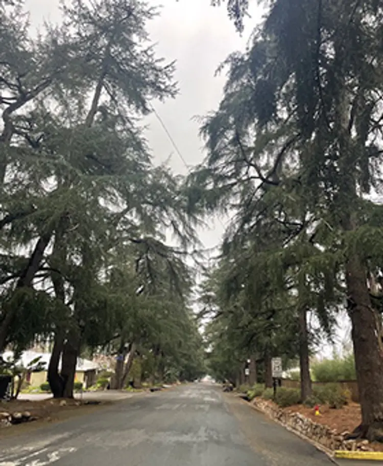 photo of Christmas tree lane