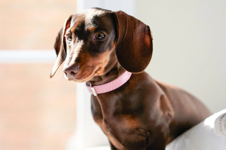 Dachshund: Back Problems Dachshund: Back Problems