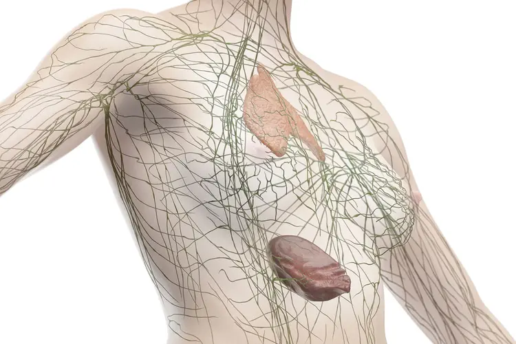 photo of lymphatic system