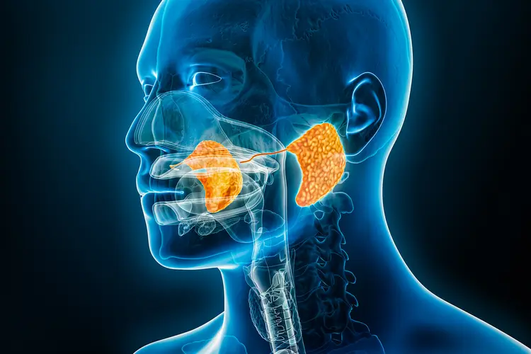 Image of a parotid gland, a gland that surgeons may remove during a parotidectomy