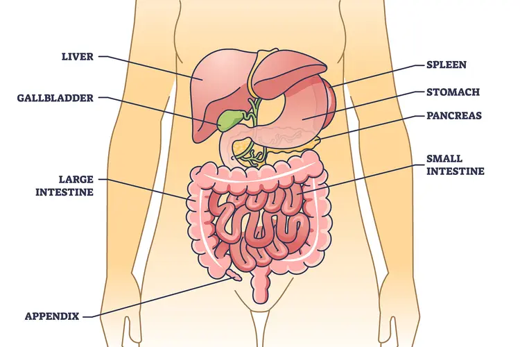 photo of your belly with your appendix and other organs, your appendix is the little pouch where your small and intestine meets your colon