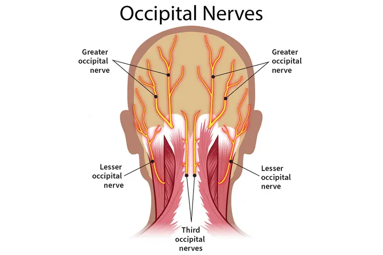 illustration of occipital nerves