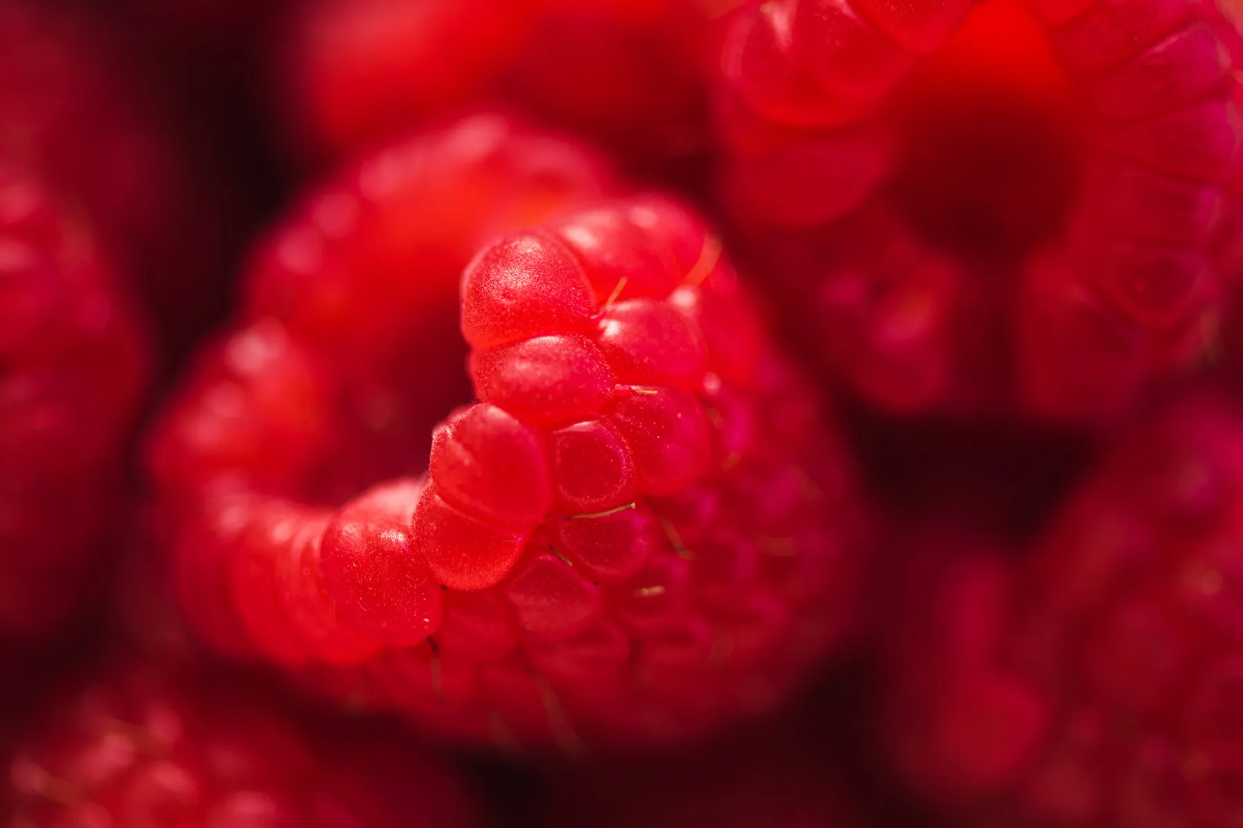 Close-up of ripe raspberries