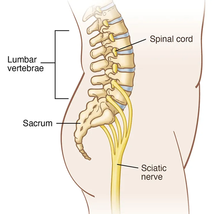 photo of spinal cord illustration