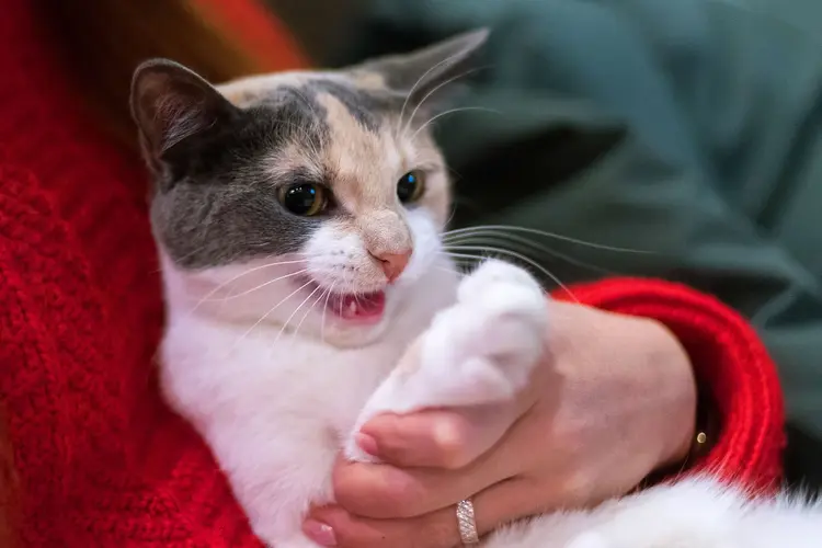 angry house cat