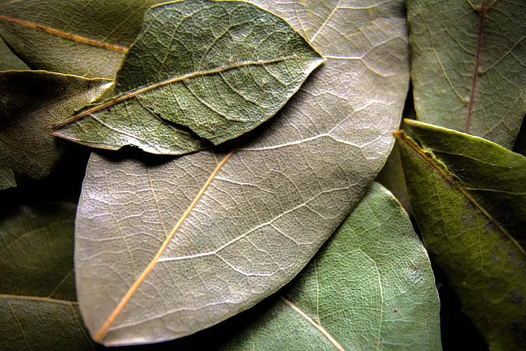 photo of bay leaves