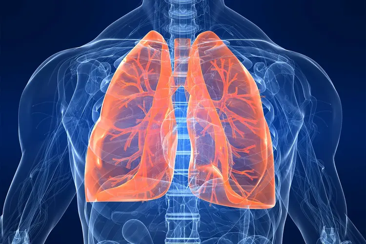 photo of lung anatomy