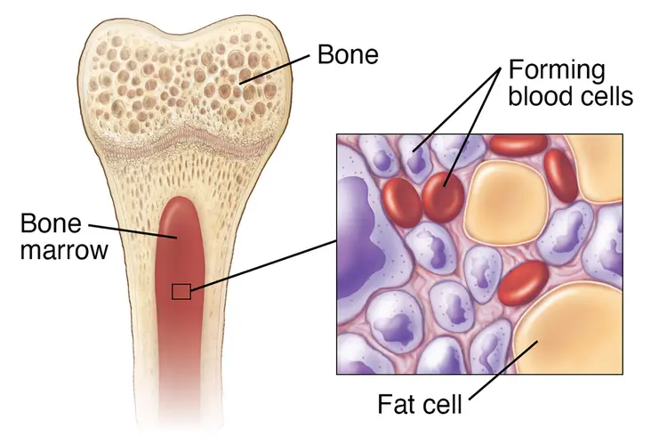 illustration of bone marrow