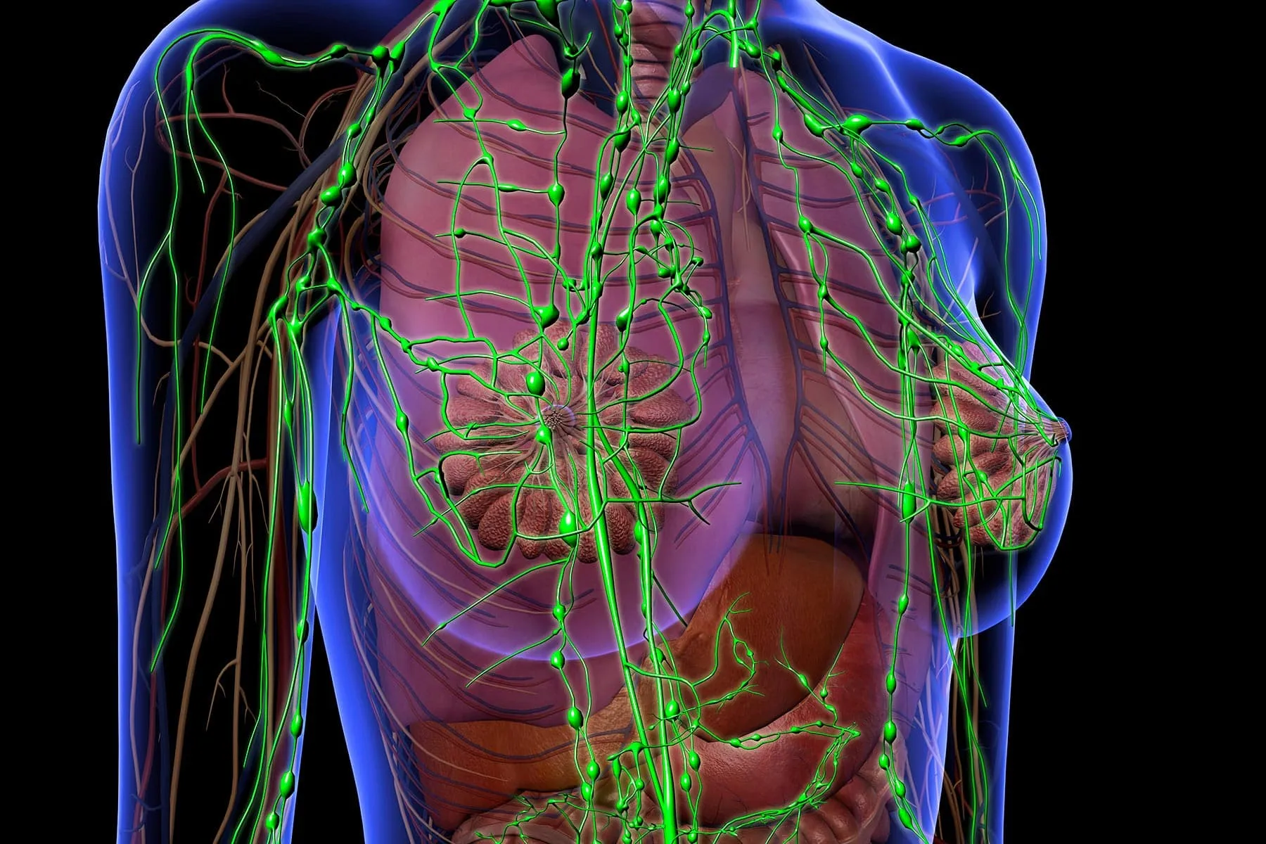 photo of breast lymphatic system