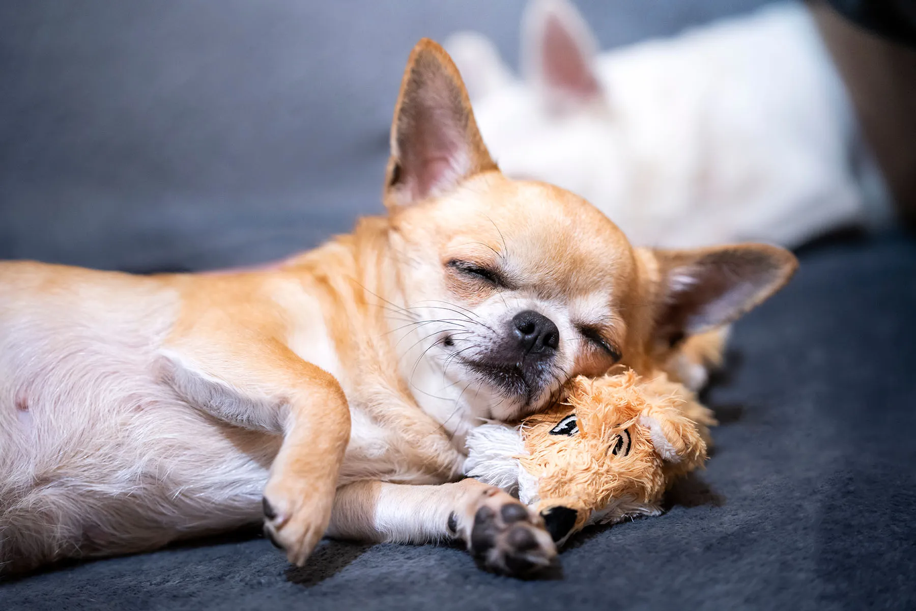 photo of chihuahua sleeping