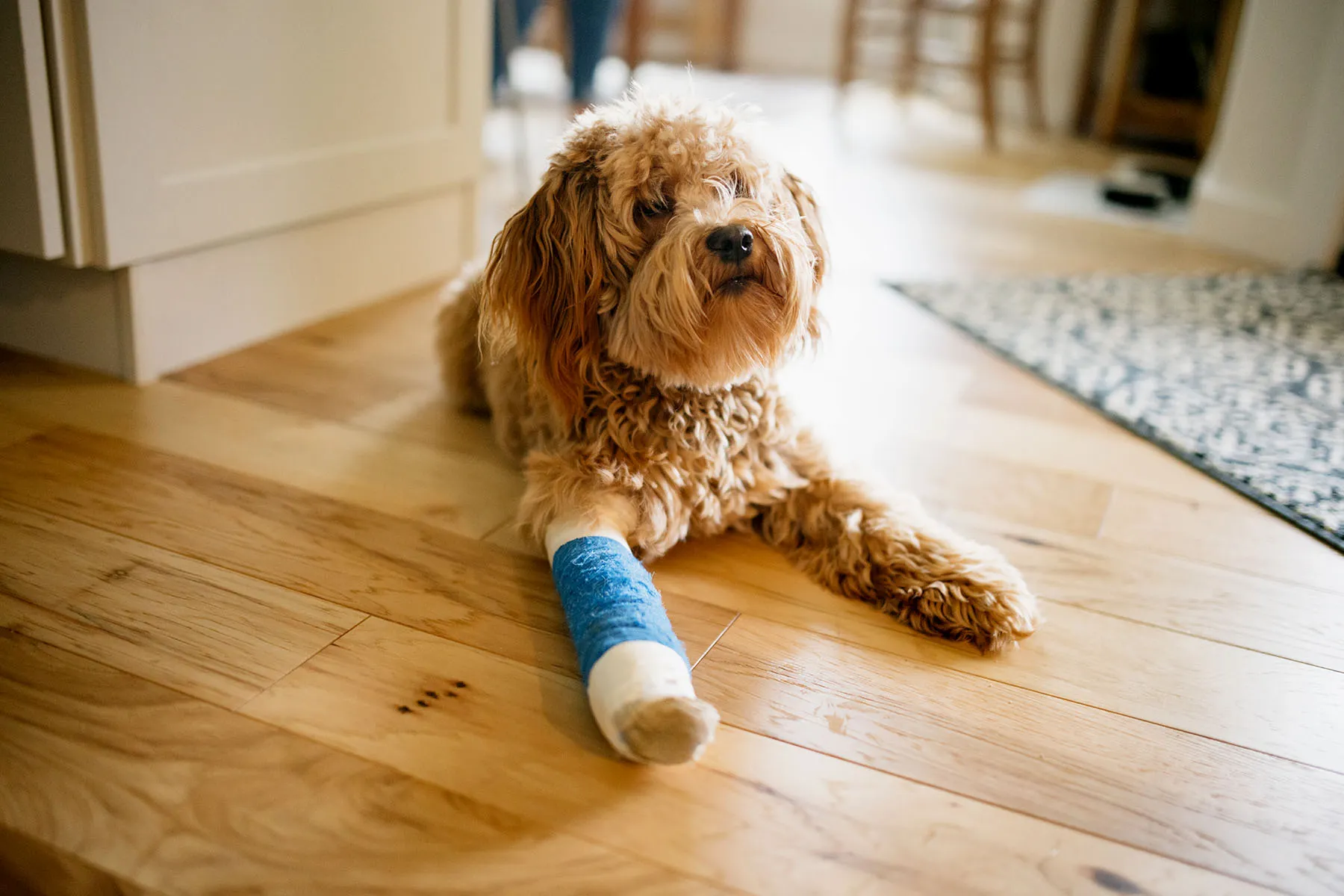 photo of dog with strained leg