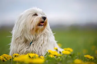 dog in field