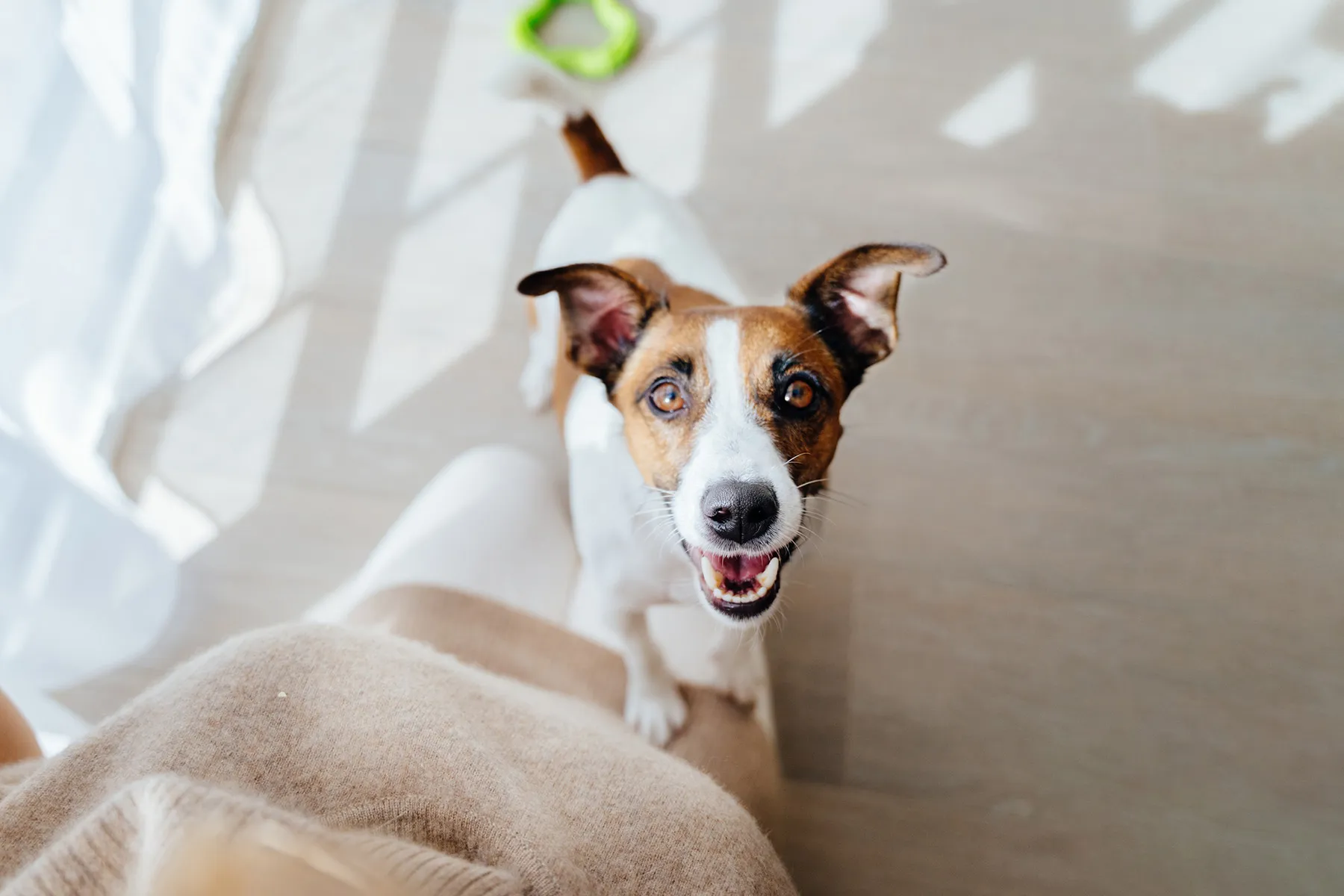 photo of excited dog