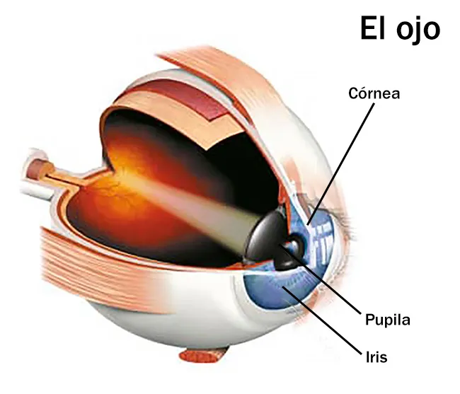 Ilustración en detalle del ojo humano